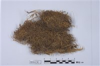 藏品(鉤毛叉蘚)的圖片